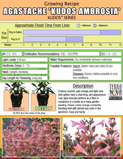 Agastache 'Kudos Ambrosia' - Growing Recipe