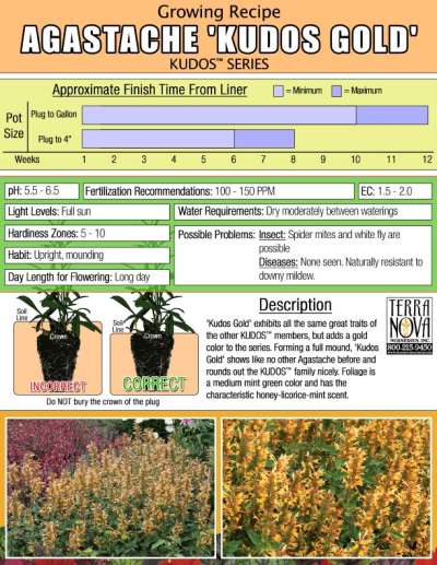 Agastache 'Kudos Gold' - Growing Recipe