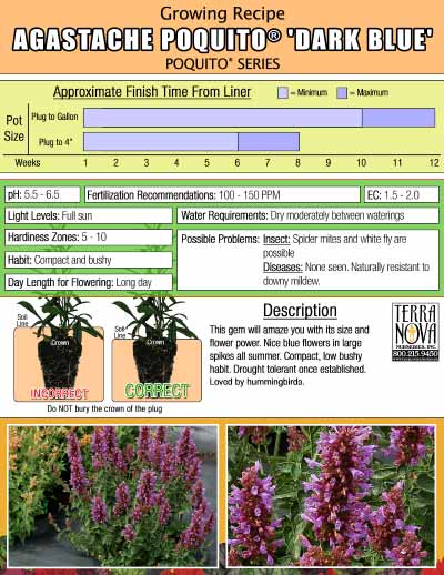 Agastache POQUITO® 'Dark Blue' - Growing Recipe