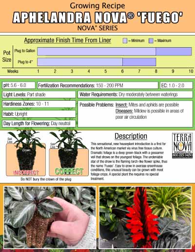 Aphelandra NOVA® 'Fuego' - Growing Recipe