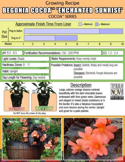 Begonia COCOA™ 'Enchanted Sunrise' - Growing Recipe