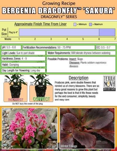 Bergenia DRAGONFLY™ 'Sakura' - Growing Recipe