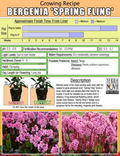 Bergenia 'Spring Fling' - Growing Recipe