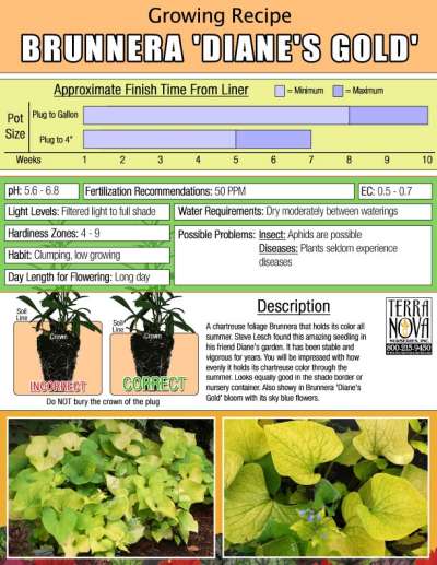 Brunnera 'Diane's Gold' - Growing Recipe