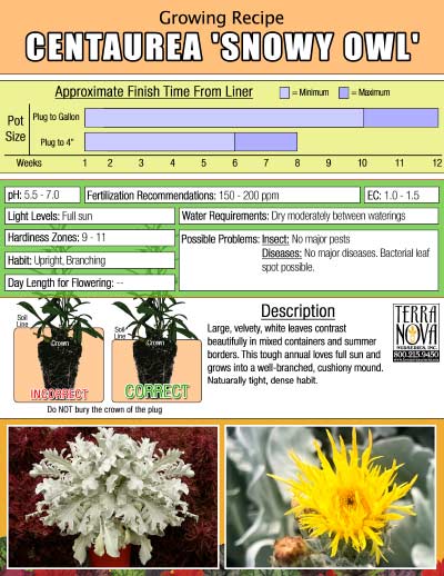 Centaurea 'Snowy Owl' - Growing Recipe