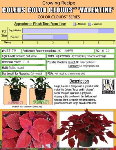 Coleus COLOR CLOUDS™ 'Valentine' - Growing Recipe