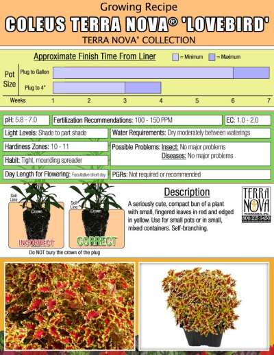 Coleus TERRA NOVA® 'Lovebird' - Growing Recipe