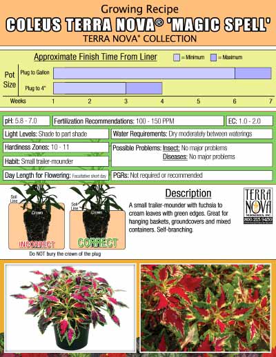 Coleus TERRA NOVA® 'Magic Spell' - Growing Recipe