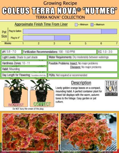 Coleus TERRA NOVA® 'Nutmeg' - Growing Recipe