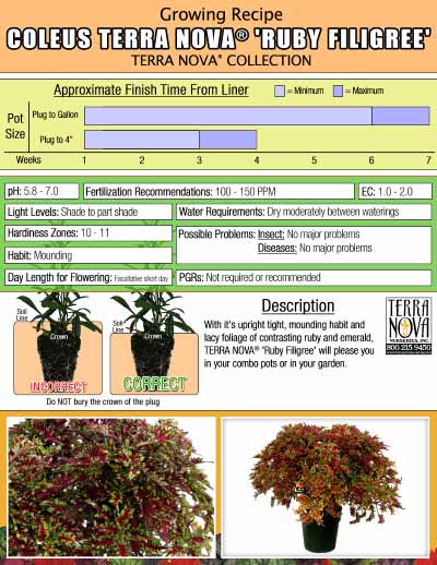 Coleus TERRA NOVA® 'Ruby Filigree' - Growing Recipe