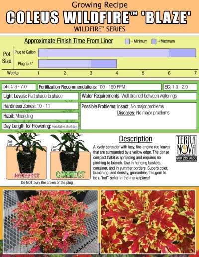 Coleus WILDFIRE™ 'Blaze' - Growing Recipe