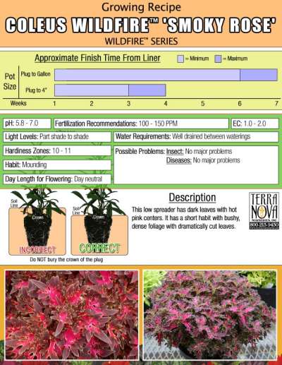 Coleus WILDFIRE™ 'Smoky Rose' - Growing Recipe