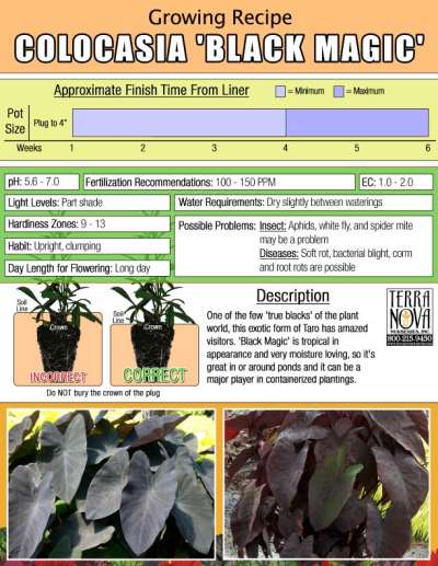 Colocasia 'Black Magic' - Growing Recipe