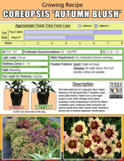 Coreopsis 'Autumn Blush' - Growing Recipe