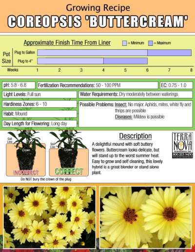Coreopsis 'Buttercream' - Growing Recipe
