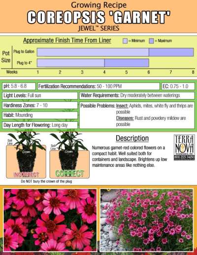 Coreopsis 'Garnet' - Growing Recipe