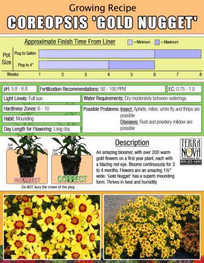 Coreopsis 'Gold Nugget' - Growing Recipe