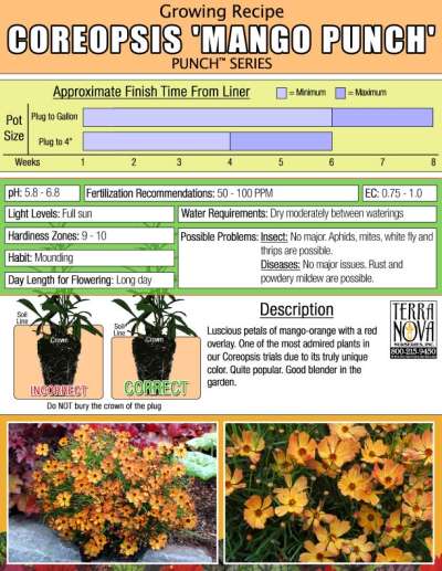 Coreopsis 'Mango Punch' - Growing Recipe