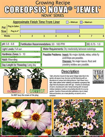 Coreopsis NOVA® 'Jewel' - Growing Recipe