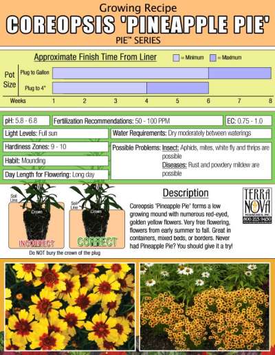 Coreopsis 'Pineapple Pie' - Growing Recipe