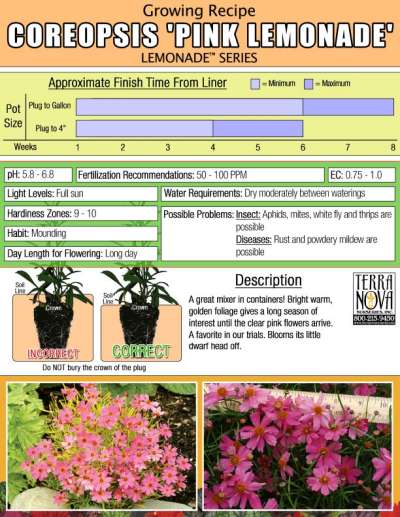 Coreopsis 'Pink Lemonade' - Growing Recipe