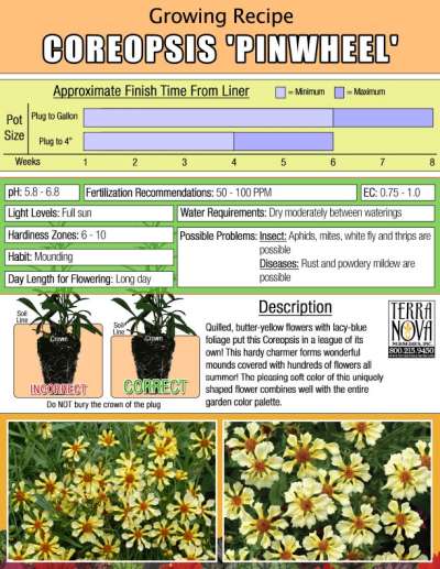 Coreopsis 'Pinwheel' - Growing Recipe