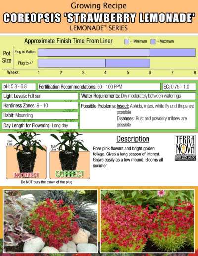 Coreopsis 'Strawberry Lemonade' - Growing Recipe