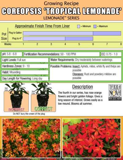 Coreopsis 'Tropical Lemonade' - Growing Recipe