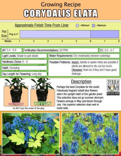 Corydalis elata - Growing Recipe