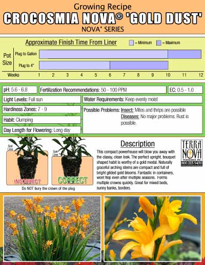 Crocosmia NOVA® 'Gold Dust' - Growing Recipe