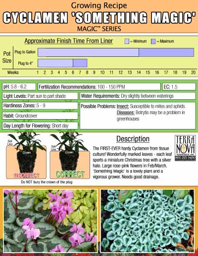 Cyclamen 'Something Magic' - Growing Recipe