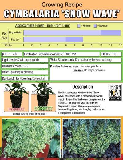 Cymbalaria 'Snow Wave' - Growing Recipe