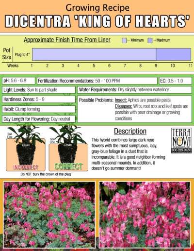 Dicentra 'King of Hearts' - Growing Recipe