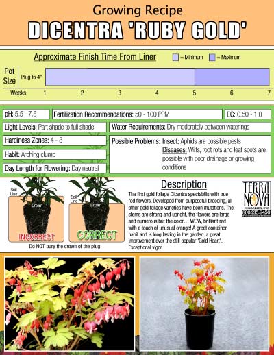 Dicentra 'Ruby Gold' - Growing Recipe