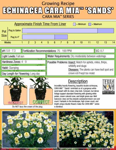 Echinacea CARA MIA™ 'Sands' - Growing Recipe