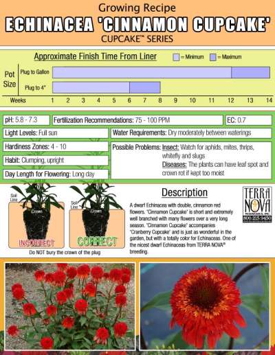 Echinacea 'Cinnamon Cupcake' - Growing Recipe