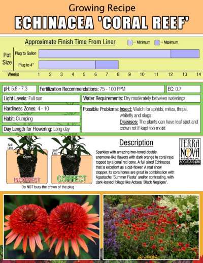 Echinacea 'Coral Reef' - Growing Recipe