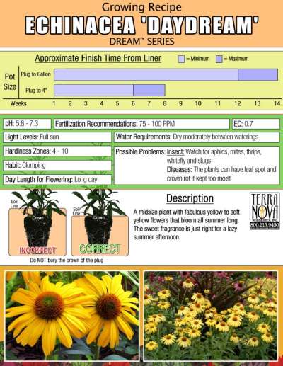 Echinacea 'Daydream' - Growing Recipe