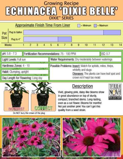 Echinacea 'Dixie Belle' - Growing Recipe