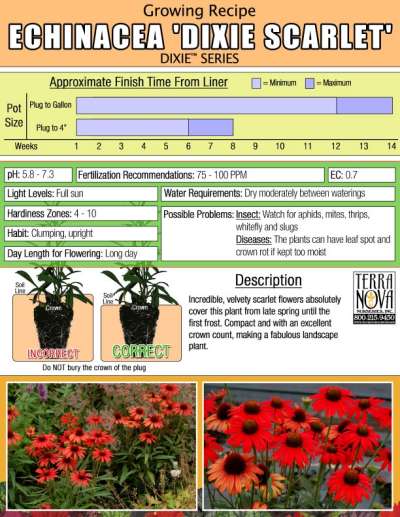 Echinacea 'Dixie Scarlet' - Growing Recipe