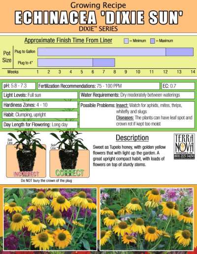 Echinacea 'Dixie Sun' - Growing Recipe