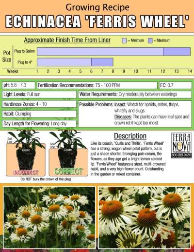 Echinacea 'Ferris Wheel' - Growing Recipe