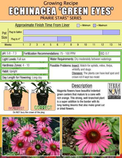 Echinacea 'Green Eyes' - Growing Recipe