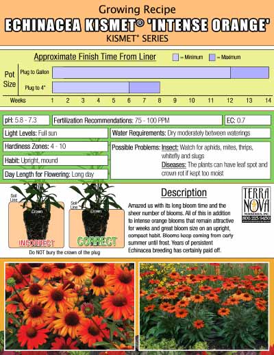 Echinacea KISMET® 'Intense Orange' - Growing Recipe