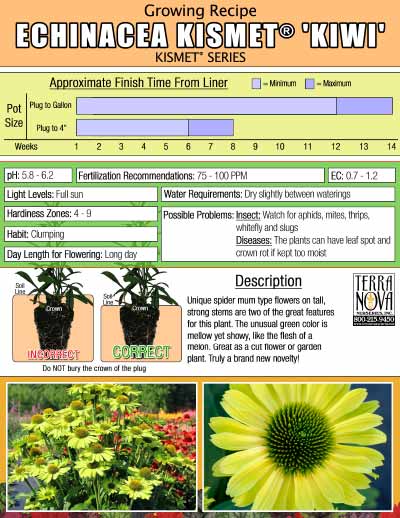 Echinacea KISMET® 'Kiwi' - Growing Recipe