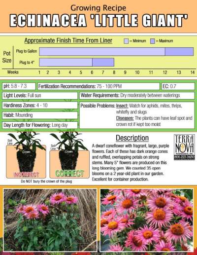 Echinacea 'Little Giant' - Growing Recipe