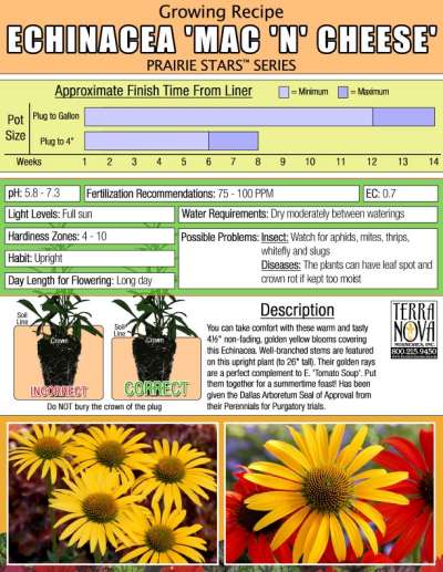 Echinacea 'Mac 'n' Cheese' - Growing Recipe