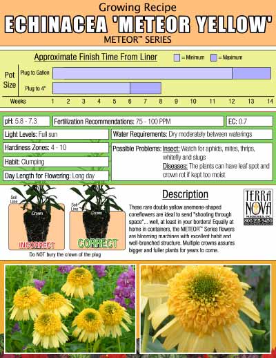 Echinacea 'Meteor Yellow' - Growing Recipe