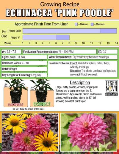 Echinacea 'Pink Poodle' - Growing Recipe