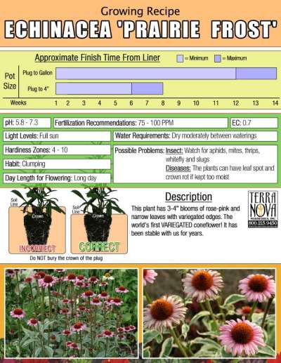 Echinacea 'Prairie Frost' - Growing Recipe